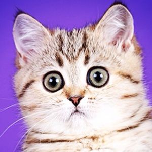 Meet your Posher, Joselyn